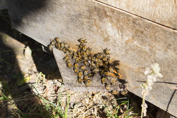 Bees Hive Summer — Stock Photo, Image