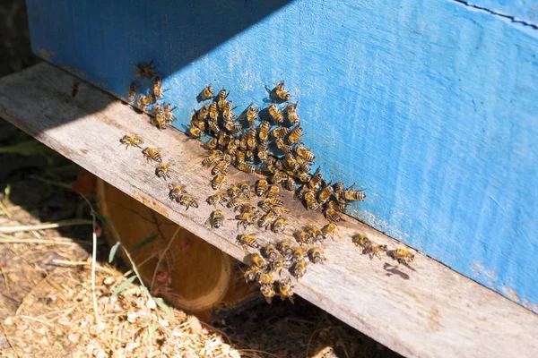 蜜蜂在蜂巢中的夏天 — 图库照片