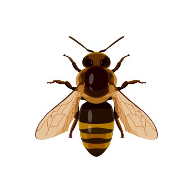 Arı böceği, bal giyer, beyaz bir arka planda izole edilir. Vektör resmi