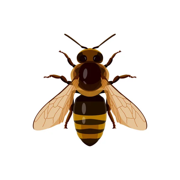 Bee Insekt Bär Honung Isolera Vit Bakgrund Vektorbild — Stock vektor