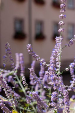Çiçekli lavanta şehir. Küçük bir Alman kenti. Çiçekler. Yaz. Isı. Bahar