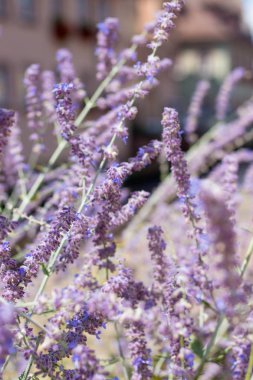 Çiçekli lavanta şehir. Küçük bir Alman kenti. Çiçekler. Yaz. Isı. Bahar