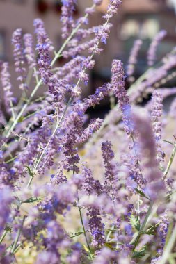 Çiçekli lavanta şehir. Küçük bir Alman kenti. Çiçekler. Yaz. Isı. Bahar