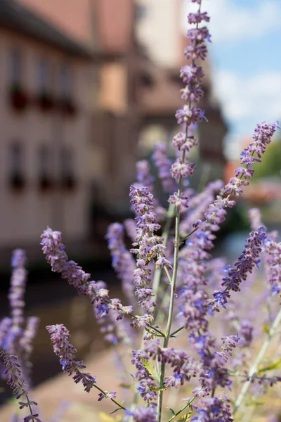 Flowering lavender in the city. A small German city. Flowers. Summer. Heat. Spring