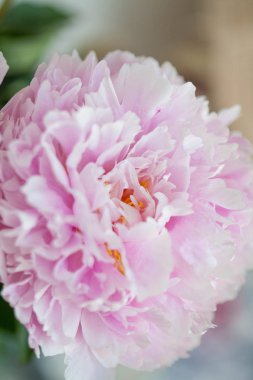 Pembe çiçekler çok güzel. Bahar. Bir vazoda peonies. Rahat