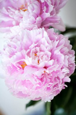 Pembe çiçekler çok güzel. Bahar. Bir vazoda peonies. Rahat
