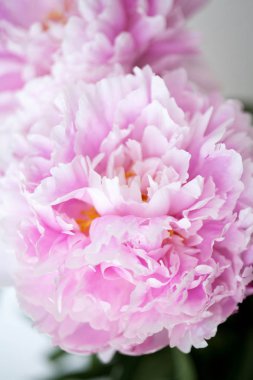 Pembe çiçekler çok güzel. Bahar. Bir vazoda peonies. Rahat