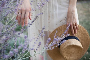Eller ve lavanta. Genç bir kadın çiçek ve hasır şapka tutuyor. Mor. Yaz.