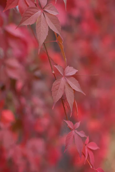 Red autumn leaves close up. Autumn. — Stock Photo, Image