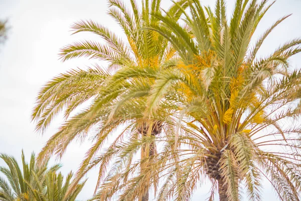 Palmen und blauer Himmel — Stockfoto