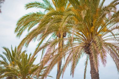 Palmiye ağaçları ve mavi gökyüzü