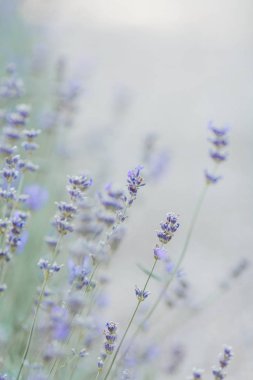 Güzel açan lavanta closeup.