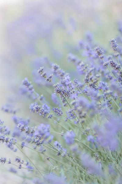 Hermosa flor de lavanda primer plano . —  Fotos de Stock