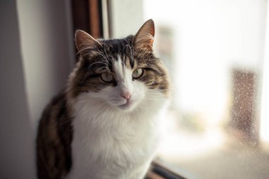 Pencerenin yanında güzel kabarık kedi. Sonbahar. Rahat.