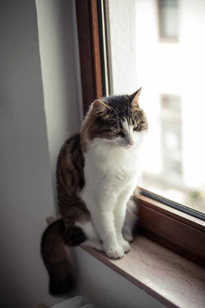 Gyönyörű bolyhos macska az ablak közelében. Őszi. Hangulatos. — Stock Fotó