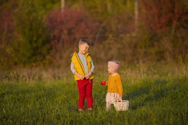 可爱的小男孩和小女孩正在秋天的花园里玩耍。 有红苹果的兄妹。 温暖明亮的秋天. — 图库照片