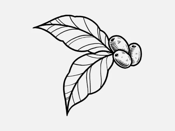 Wektor Gałęzi Drzewa Kawowego Kwiatem Liśćmi Fasolą Rysunek Botaniczny Szkic — Wektor stockowy