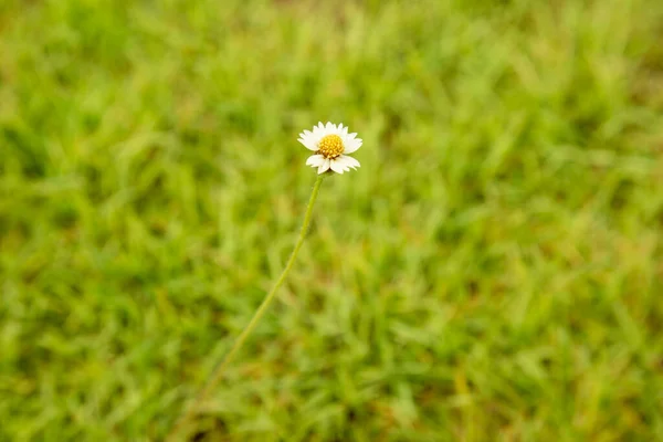Одиночна Біла Ромашка Квітка Саду — стокове фото