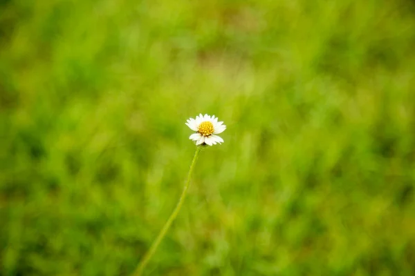 Tek Beyaz Papatya Bahçedeki Çiçek — Stok fotoğraf