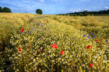 Kent, İngiltere 'de West Wickham yakınlarındaki kır çiçekleri tarlasında haşhaş. İngiliz kırsalında, gelincikler, çiçek ve papatyalarla güzel bir manzara. Londra yakınlarındaki doğa ve çevreye renkli bir bakış açısı.