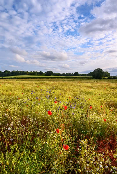 Poppies Field Wildflowers West Wickham Kent Pretty Scene English Countryside — Stock Photo, Image
