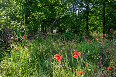 Bromley 'de üniversite yeşili, Kent. Bromley 'nin merkezine yakın bu açık alanda çimen alanları, çiçekler ve ağaçlar var. Fotoğrafta haşhaş ve diğer kır çiçekleri gösteriliyor. Bromley İlçesi Londra 'nın en büyük ilçesidir.. 