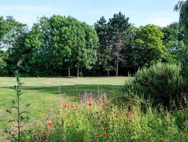 Bromley 'de üniversite yeşili, Kent. Bromley 'nin merkezine yakın bu açık alanda çimen alanları, çiçekler ve ağaçlar var. Fotoğrafta haşhaş ve diğer kır çiçekleri gösteriliyor. Bromley İlçesi Londra 'nın en büyük ilçesidir.. 