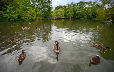Dulwich Village, Greater London / UK.  Canada geese and ducks on a small lake in Dulwich Park. This public park is for local people in Dulwich Village. Dulwich is in south London. clipart