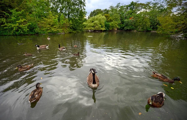 Dulwich Village, Büyük Londra / İngiltere. Kanada kazları ve ördekleri Dulwich Park 'ta küçük bir gölde. Bu halka açık park Dulwich Village 'daki yerel insanlar içindir. Dulwich güney Londra 'da..