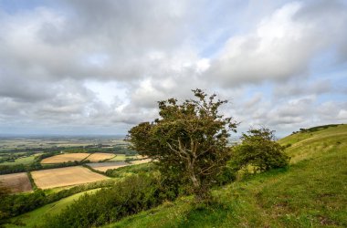 South Downs Ulusal Parkı, Sussex, İngiltere Firle Beacon yakınlarında. Güney Downs Yolu 'nun üzerinde Weald manzaralı bir ağaç. South Downs Yolu, aylaklar arasında popüler olan ulusal bir patikadır..