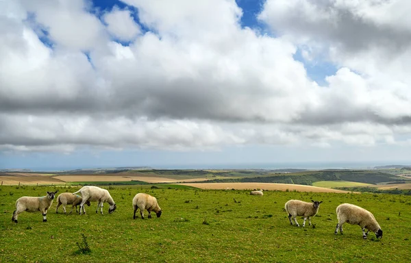 사우스 다운스 South Downs National Park Sussex Firle Beacon 너머로 — 스톡 사진