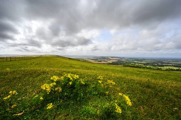 사우스 다운스 South Downs National Park Sussex Firle Beacon 노랗게 — 스톡 사진