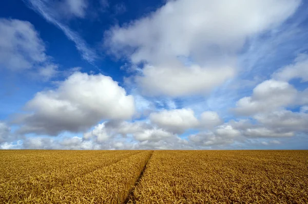 South Downs National Park Sussex England 사우스 다운스의 밀밭은 Firle — 스톡 사진