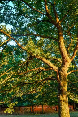 Harvington Park 'taki meşe ağacı, Beckenham, Kent. Bu görkemli meşe ağacı gün batımında altın bir ışıkta, arkasında kırmızı tuğla bir duvarla görülüyor. Parkta meşe ağacı.