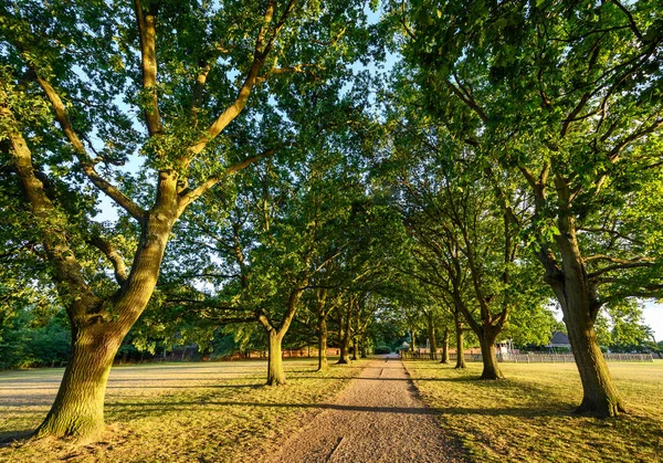 Avenue Dubů Harvington Parku Beckenham Kent Stezka Obou Stranách Zralé — Stock fotografie