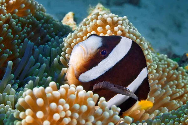 Clown Fish Hiding Its Anemone Underwater Photography Philippines — Stock Photo, Image