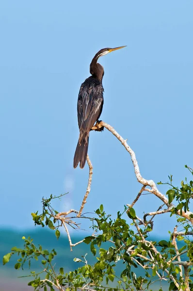 Keleti Darter Anhinga Melanogaster Egy Faágon Szemben Világoskék Yala Nemzeti — Stock Fotó