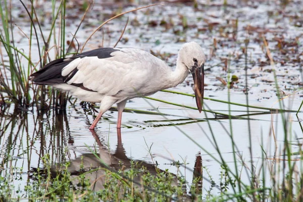 Ázsiai Openbill Stork Anastomus Oscitans Sétál Vízben Próbál Elkapni Valamit — Stock Fotó