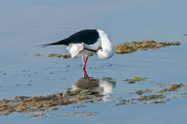 Sandpiper Tollazik Éles Csőr Alkalmas Arra Hogy Élelmet Keressen Sekély — Stock Fotó