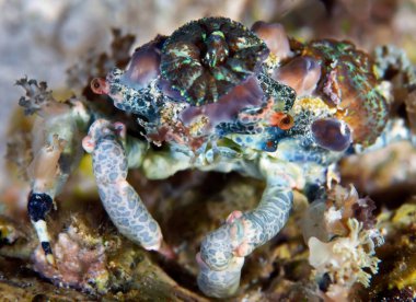 Decorator crab (Camposcia retusa) uses sponges, tunicate and algae to camouflage itself on coral reef. This species is one of the most artistic crustaceans in tropical reef. Philippines. clipart
