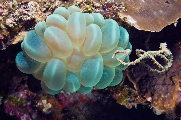 Які Корали Рифах Прибережних Вод Малайзії Немовля Коралів — стокове фото
