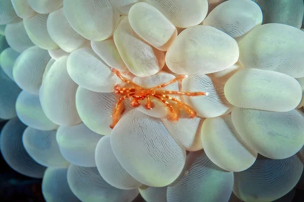 Orangutan Crab Bubble Corals Waiting Its Prey Very Small Orange — Stock Photo, Image