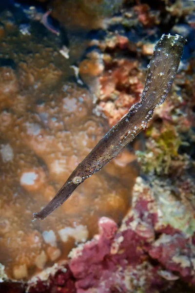 Robust Ghost Pipe Fish Underwater Macro Photography Philippines — Stock Photo, Image