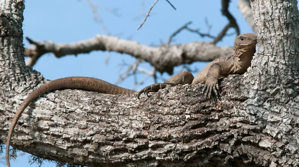 Iguana in the wild.  She\'s a good tree climber, and her claws help her do that. Sri Lanka national Park