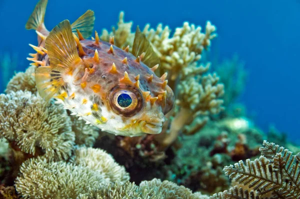 Ryby Jeż Pływa Nad Koralowcami Tle Niebieskiej Wody Tego Typu — Zdjęcie stockowe