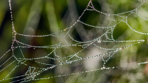 Bosketting Spinnenwebben Met Dauwdruppels Ochtendzon — Stockfoto