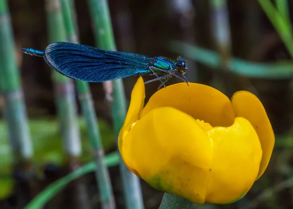 Blue Dragonfly Have Rest Bright Yellow Water Lily Nature Russia — Stock Photo, Image