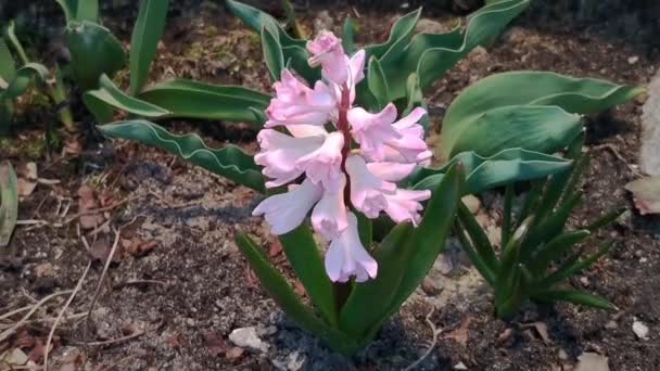 花壇のクローズアップでピンクのヒヤシンスを咲かせます リアルタイムで庭では フィールドの小さな深さ — ストック動画