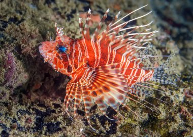 Mercan zemininde benekli kanatlı balık. Mercan resiflerinin yakınında 6 ila 50 metre derinlikte yaşar. Suyun altındaki yaşamın makro fotoğrafçılığı.