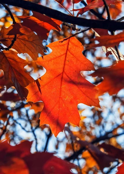 Осенний Лист Красного Дуба Светит Солнце Против Голубого Неба Природа — стоковое фото